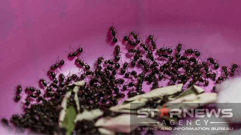 কেনিয়ার দুই হাজার পিঁপড়া পাচার চেষ্টায় চীনা নাগরিক গ্রেফতার