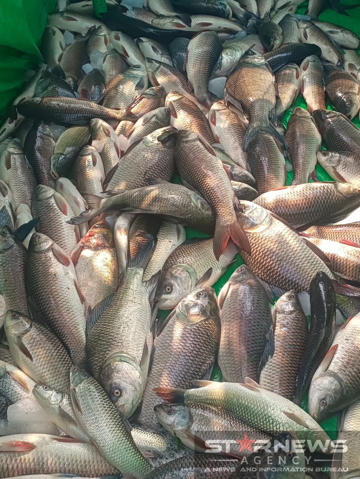 পূর্ব শত্রুতার জেরে দুর্গাপুরে পুকুরে বিষ প্রয়োগ, নিষিদ্ধ ছাত্রলীগ নেতার বিরুদ্ধে থানায় অভিযোগ