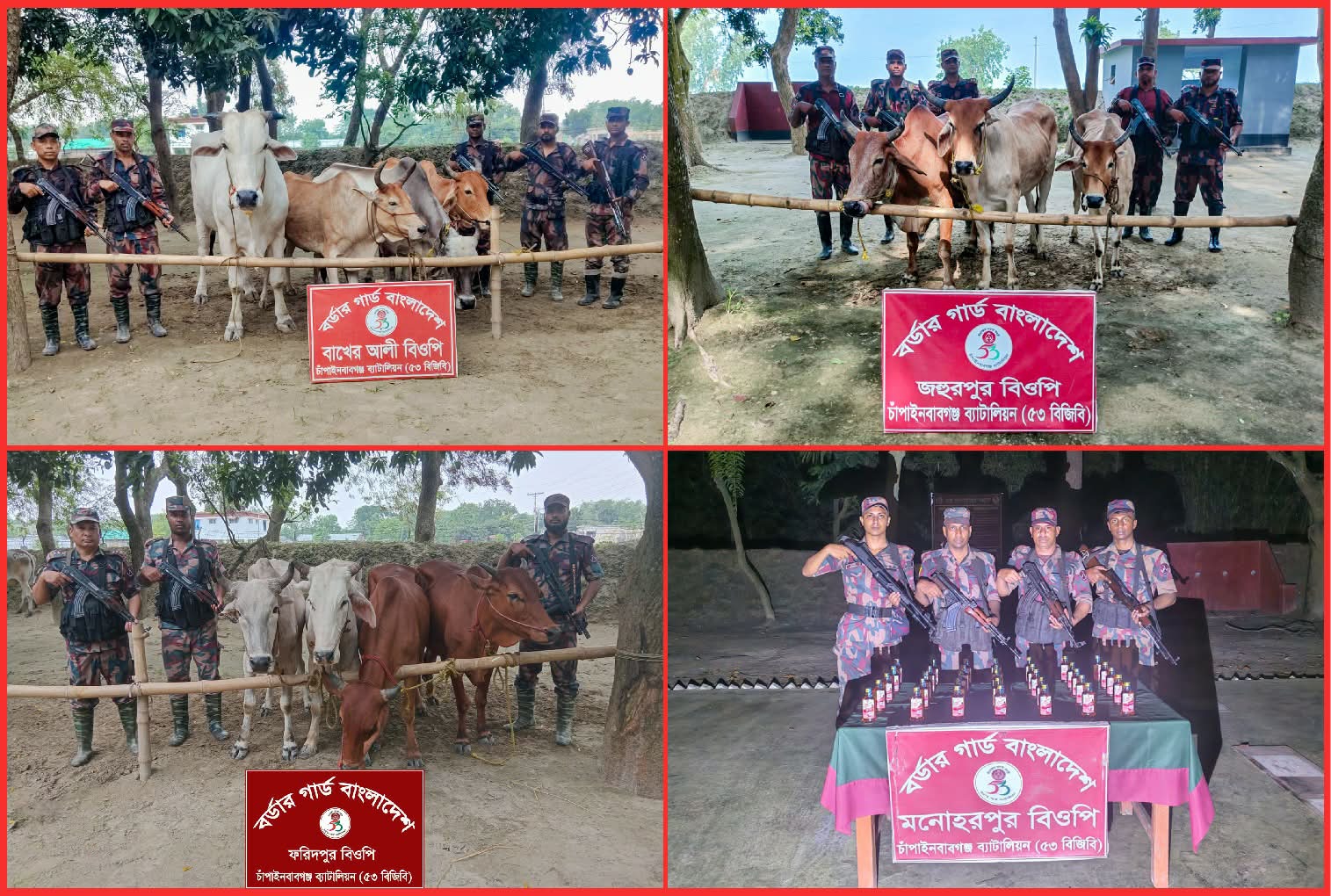 চাঁপাইনবাবগঞ্জ সীমান্তে ৫৩ বিজিবির অভিযান ১৪টি ভারতীয় গরু ও ৩৫ বোতল মদ জব্দ