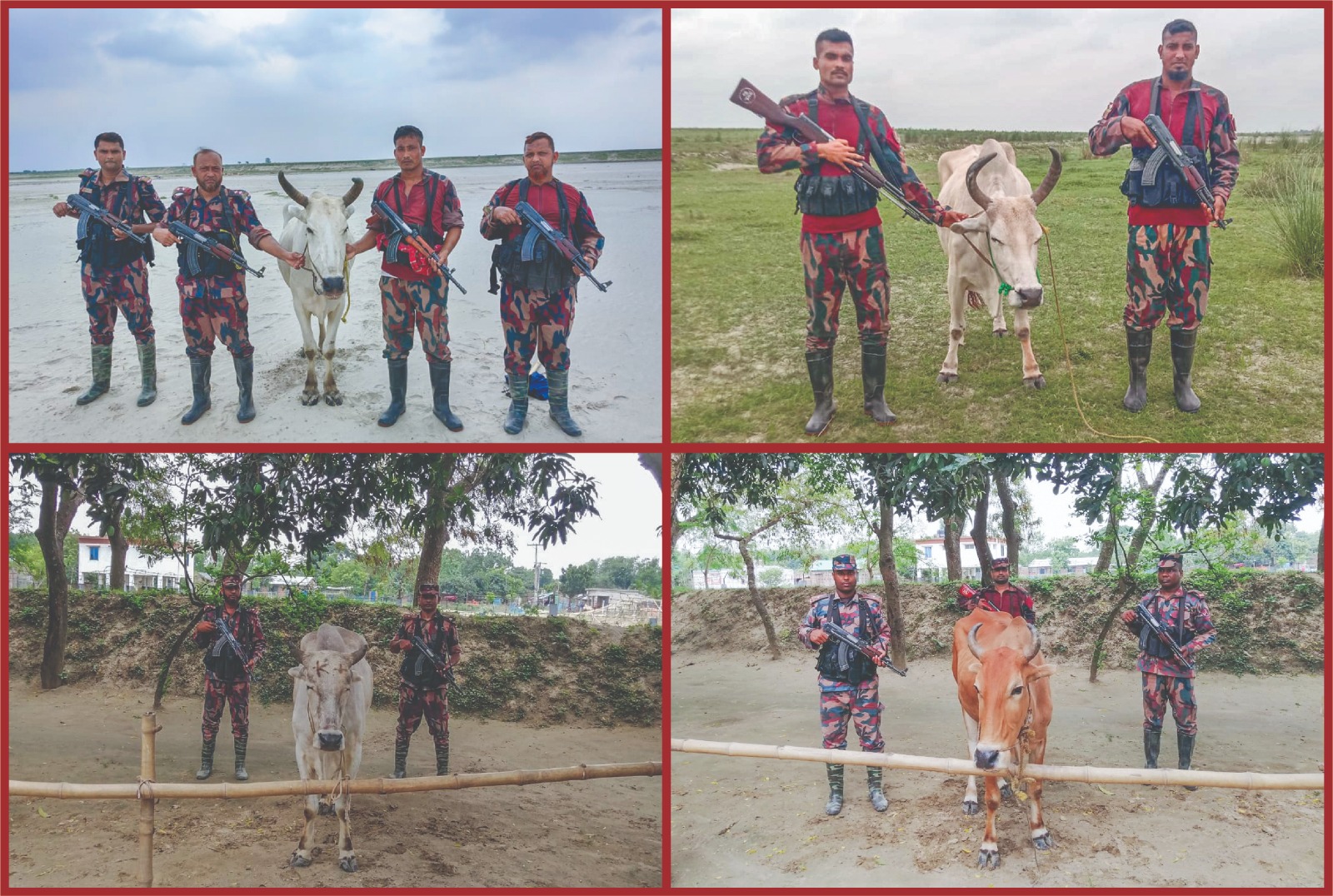 চাঁপাইনবাবগঞ্জ সীমান্তে বিজিবির অভিযানে ৪ ভারতীয় গরু জব্দ