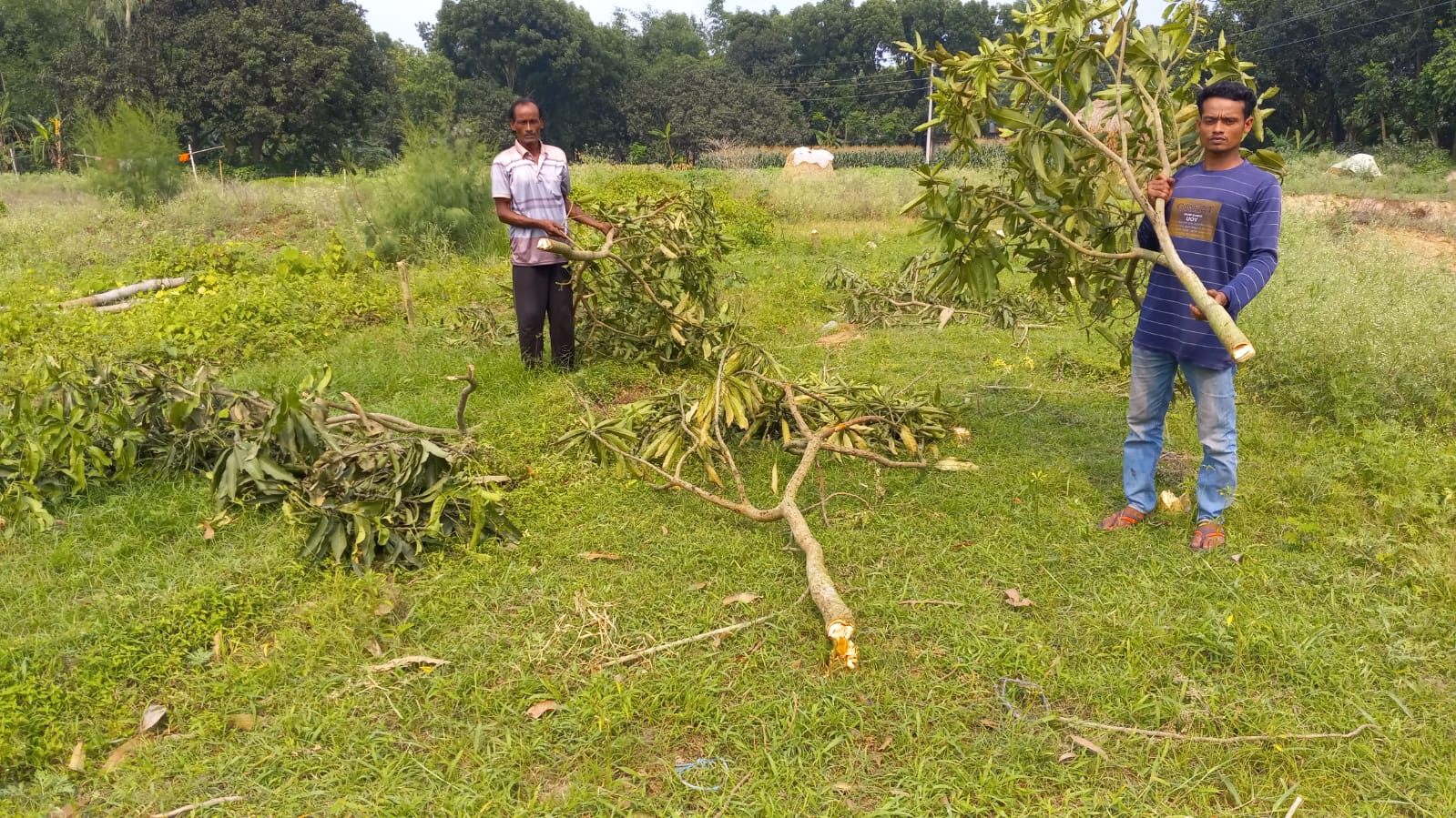 চাঁদা ছাড়া হবেনা বাড়ি নির্মাণ! দুর্বৃত্তরা কাটলো ২৫টি আমগাছ